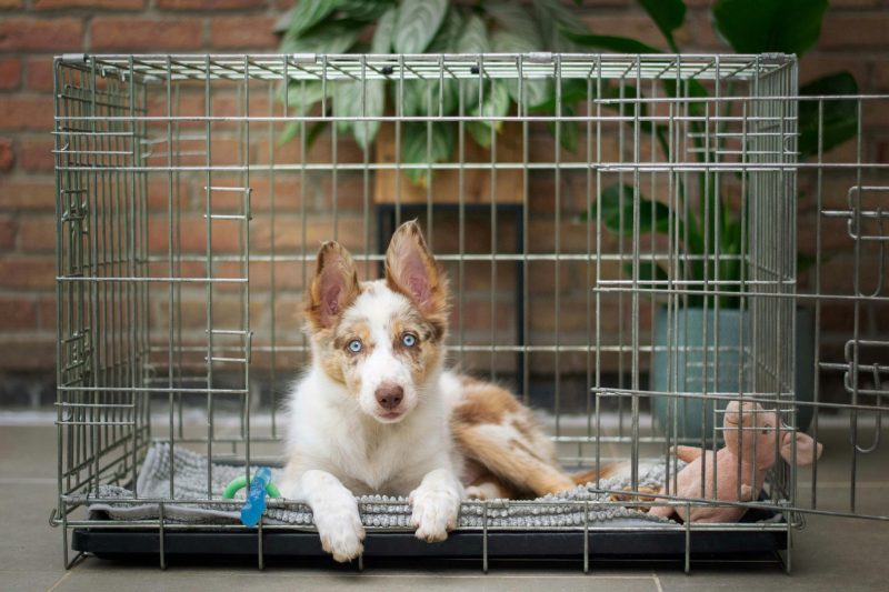 Crate Training Your New Puppy
