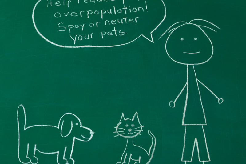 The Importance of Spaying and Neutering Your Pets