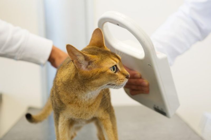 Microchipping your Pet